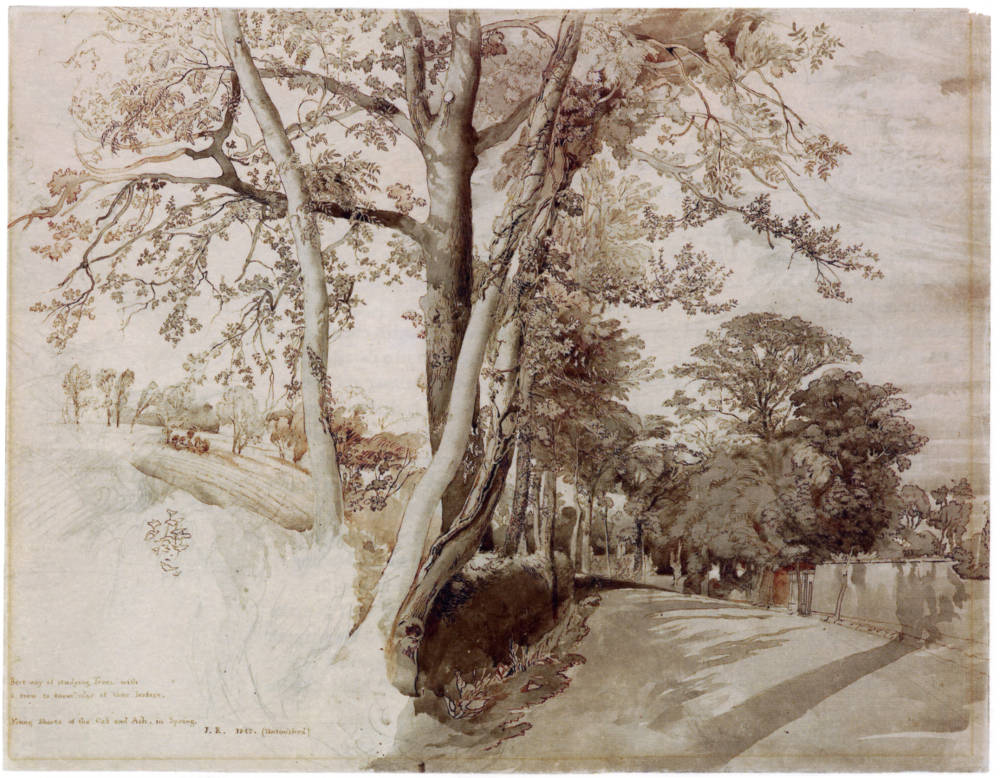 Trees In A Lane Ruskin