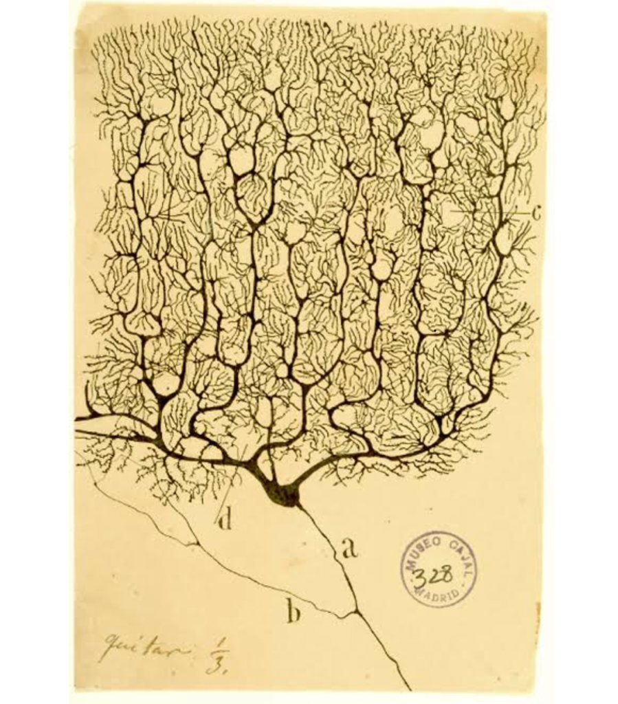 Spanish anatomist Santiago Ramon y Cajal's drawing of a Purkinje cell 